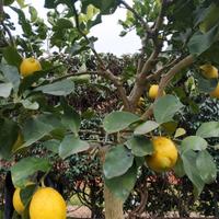  Limone Zagara Bianca