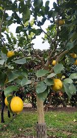  Limone Zagara Bianca