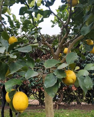  Limone Zagara Bianca