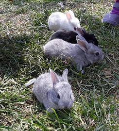 Coniglietti allevati a mano