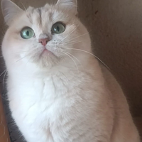 British shorthair golden cincilla