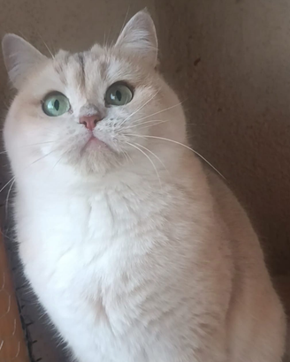 British shorthair golden cincilla