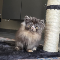 Cuccioli di gatti persiani