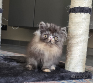 Cuccioli di gatti persiani