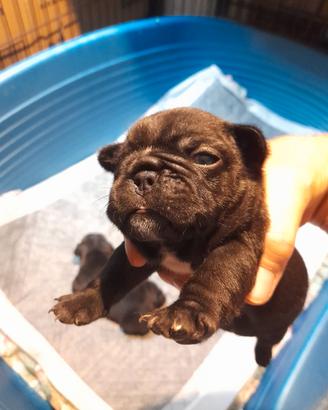 Bulldog francesi