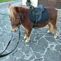Pony mini Shetland