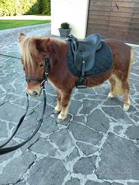 Pony mini Shetland