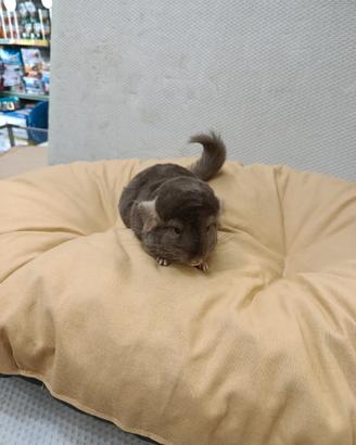 Cuccioli di cincillà