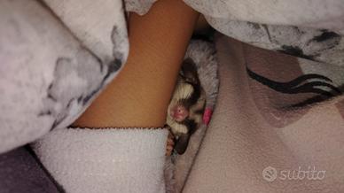 Petauro dello zucchero