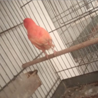 Canarino maschio rosso intesso