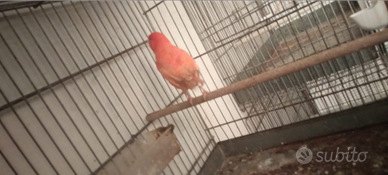 Canarino maschio rosso intesso