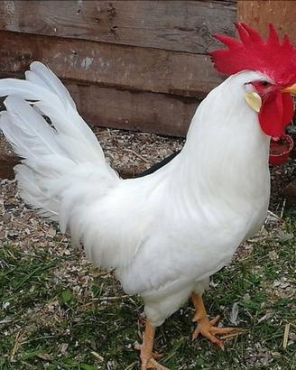 Gallo livornese