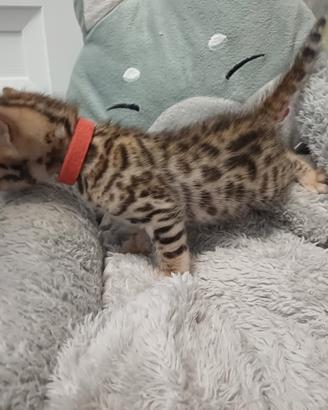 Gatti del Bengala