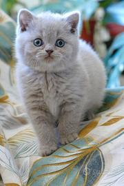 BRITISH Shorthair Lilac