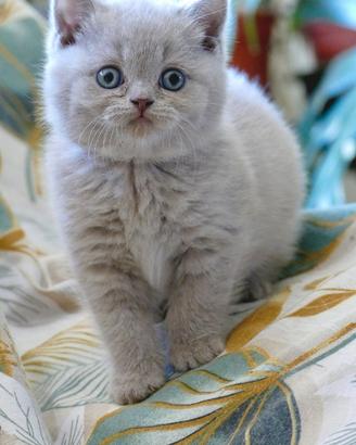 BRITISH Shorthair Lilac