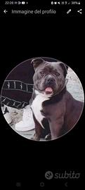 American bully