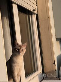 Non posso più tererla