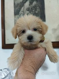 Maltipoo mini cucciola
