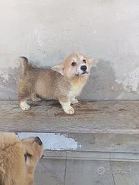 Welsh Corgi Pembroke
