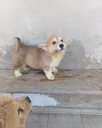 Welsh Corgi Pembroke