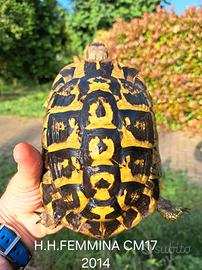 Tartarughe di terra Hermanni