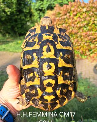 Tartarughe di terra Hermanni