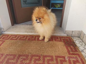Spitz tedesco nano