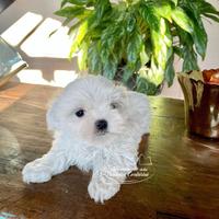Maltesi toy cuccioli