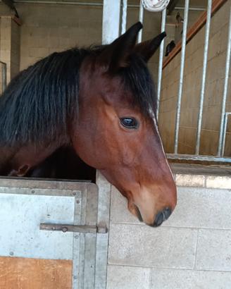 .Cavallo da salto
