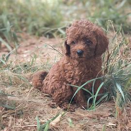 Barboncino Toy pedigree enci