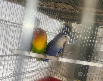 Vend inseparabili a coppia 80 di tutti colori