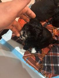 Cucciolo femmina di shih-poo