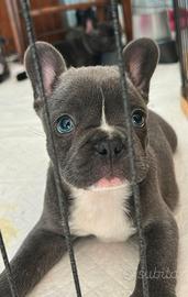 Bulldog francese