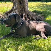 Cane corso femmina