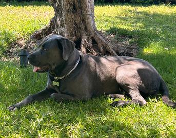 Cane corso femmina