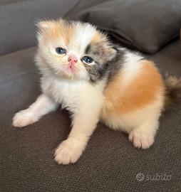 Gatti persiani
