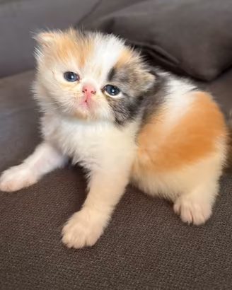 Gatti persiani
