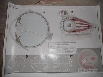 POSTER OTTICO  OCCHIO SCHEMATICO