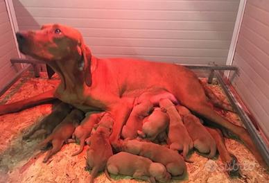 Cuccioli di bracco ungherese