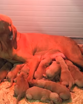 Cuccioli di bracco ungherese