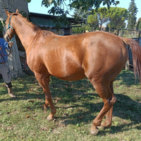 Cavalla anglo araba con documenti unire