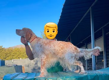 Setter femmina pronta caccia