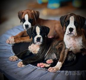 Cuccioli Boxer Tigrati