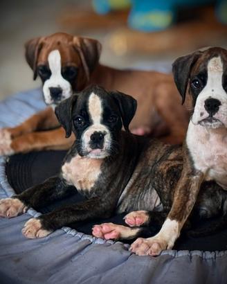 Cuccioli Boxer Tigrati