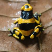 Dendrobates leucomelas