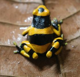 Dendrobates leucomelas