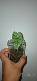 Alocasia Fridek