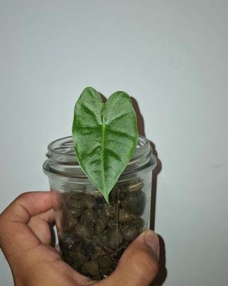 Alocasia Fridek