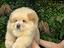 Immagine 3