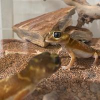 Gechi Nephrurus Levis Levis + teca